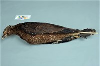 藏品(大冠鷲)的圖片